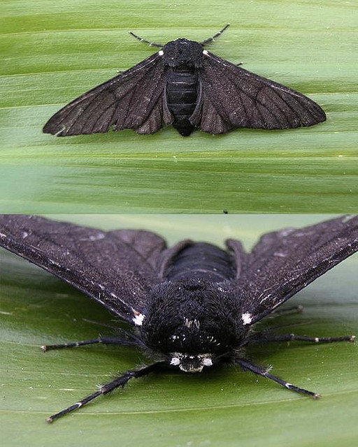 Different Types Of Big Moths