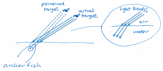 The Fluid Dynamics of Spitting: How Archerfish Use Physics to Hunt With ...