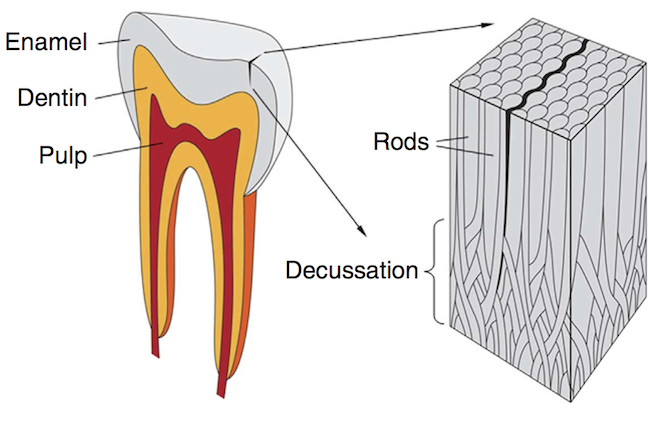 tooth cross section