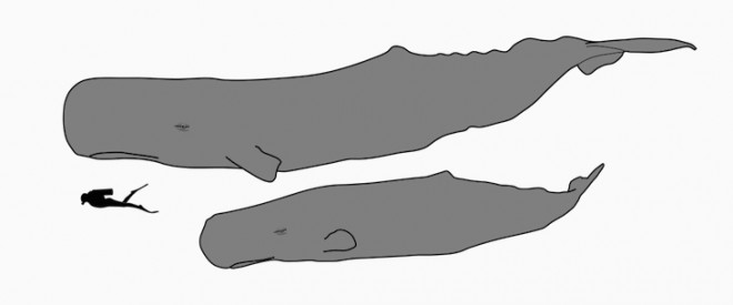The size of a male and female sperm whale, compared to a human. Image Credit: Kurzon / Wikimedia