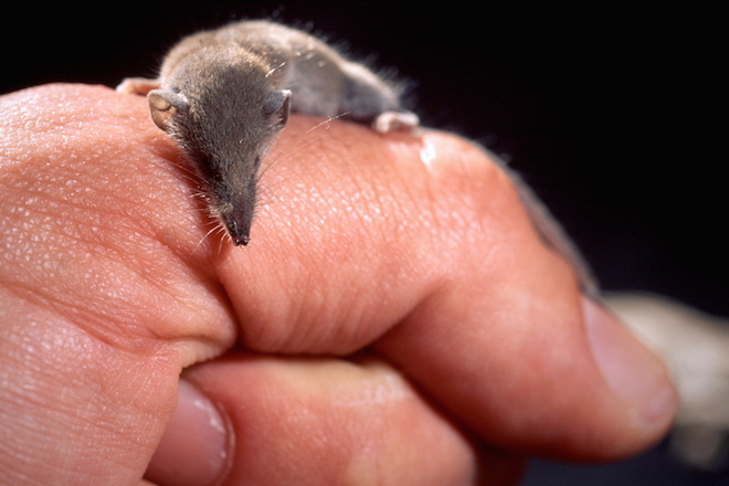 Etruscan Shrew sits in a thumb