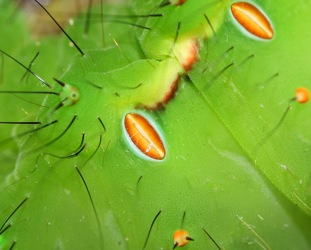 indian moon moth spiracles