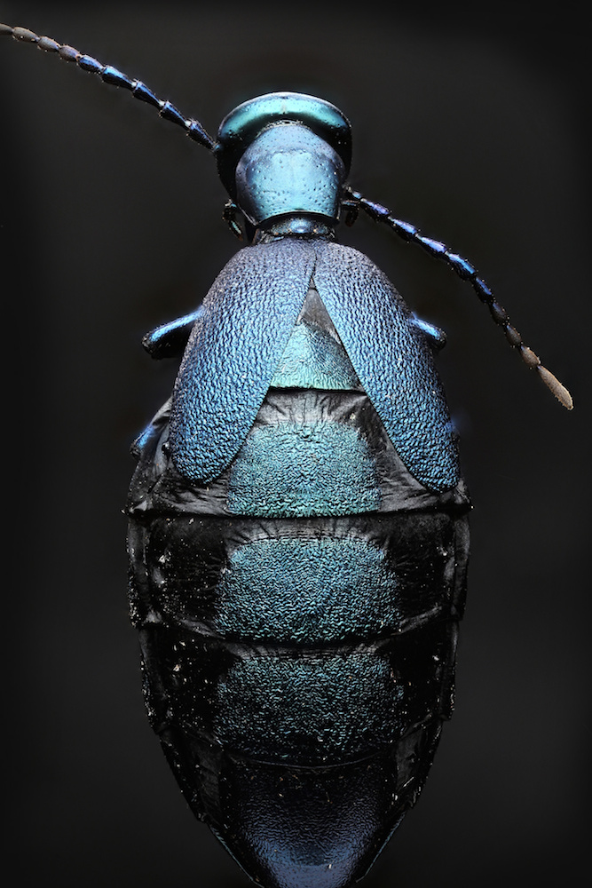 blister beetle back