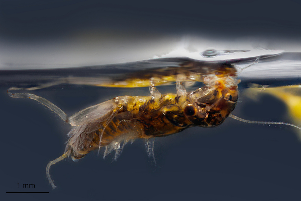 mayfly larva underwater