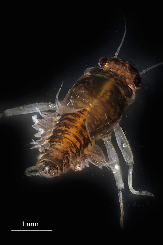 mayfly larva wide